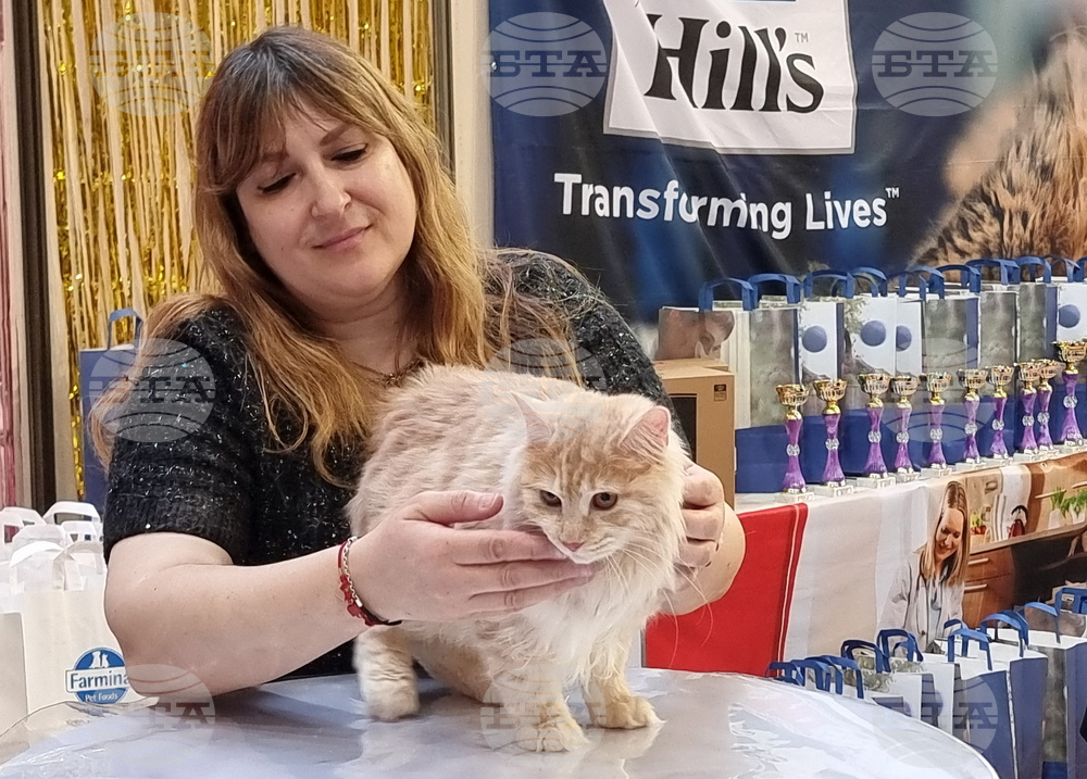 Варна - котки - изложба