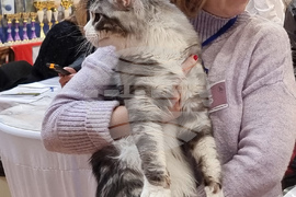 Варна - котки - изложба