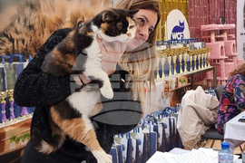 Варна - котки - изложба