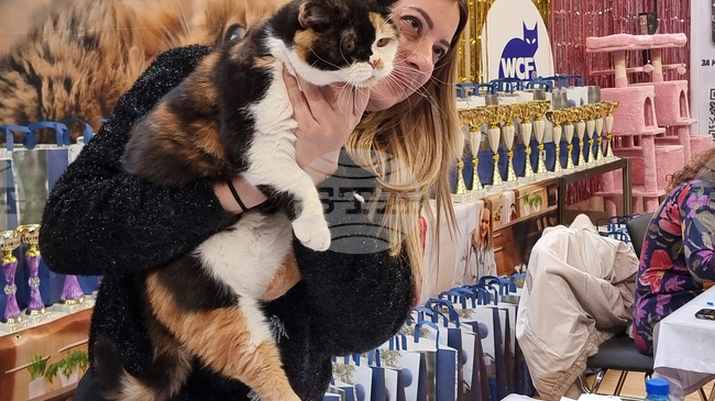 Екземпляри от пет страни са представени на международната изложба на котки във Варна