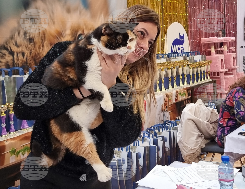 Варна - котки - изложба