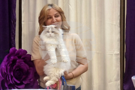 Варна - котки - изложба