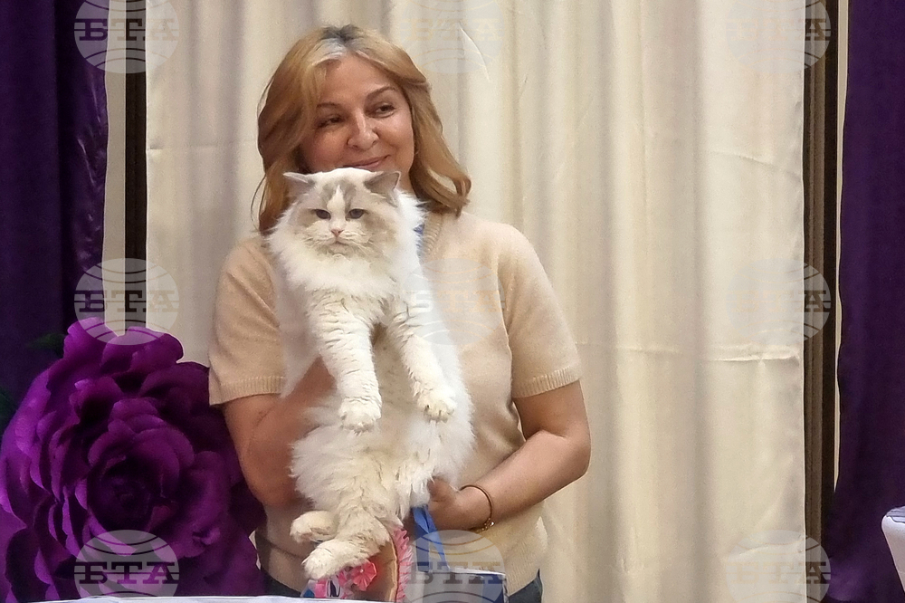 Варна - котки - изложба