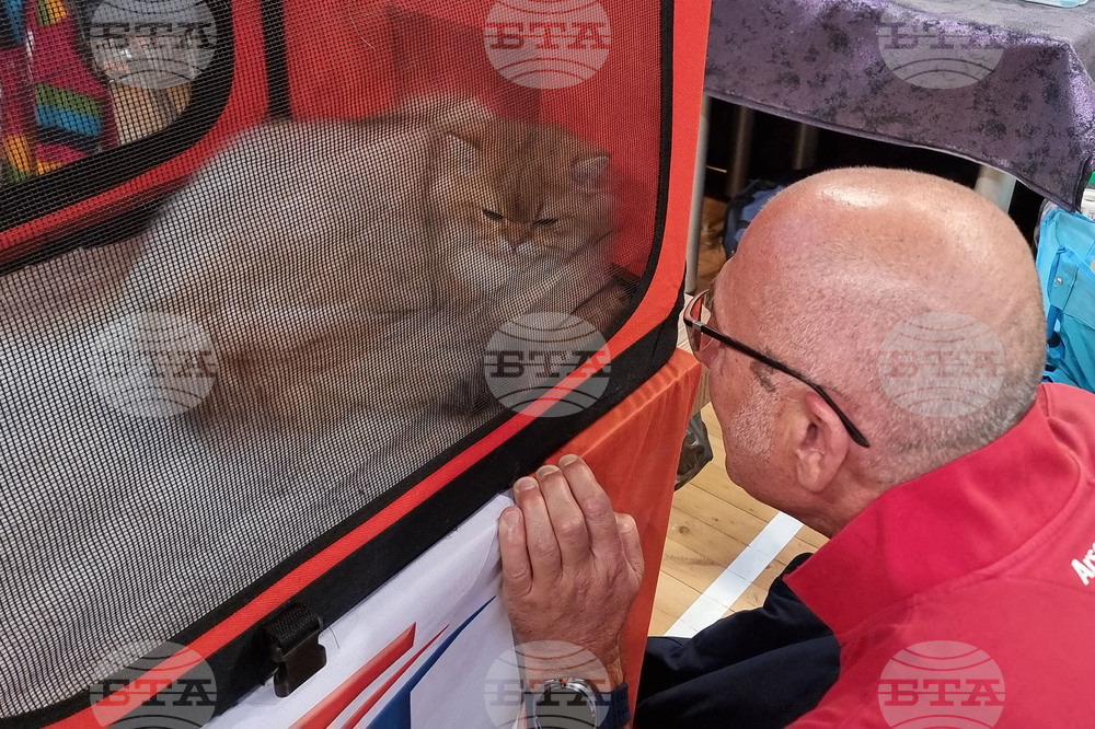 Варна - котки - изложба