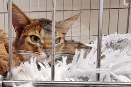 Варна - котки - изложба