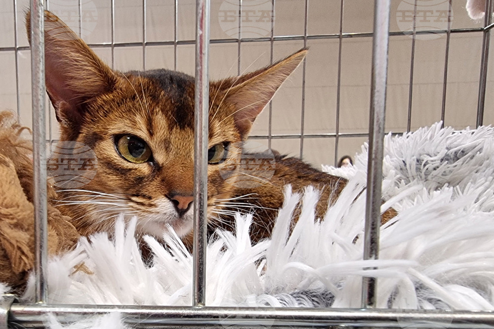 Варна - котки - изложба