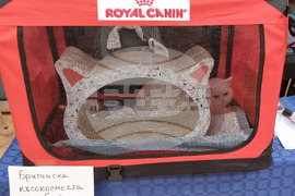 Варна - котки - изложба