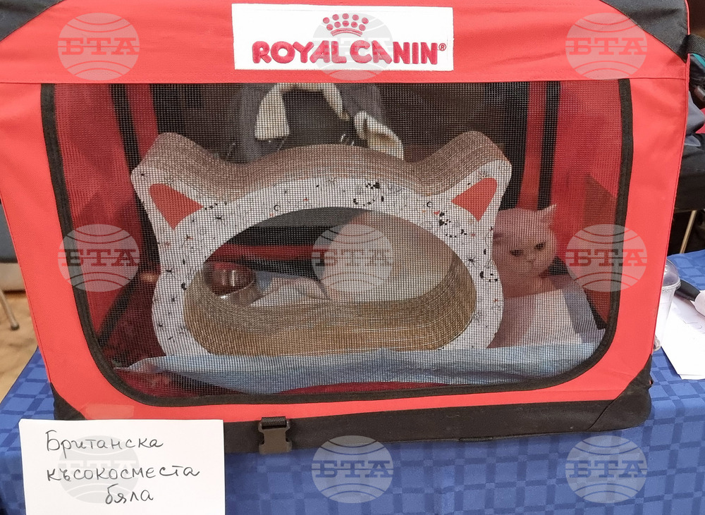 Варна - котки - изложба