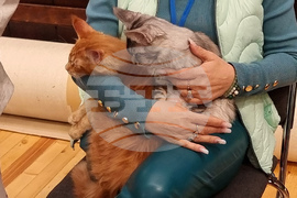 Варна - котки - изложба