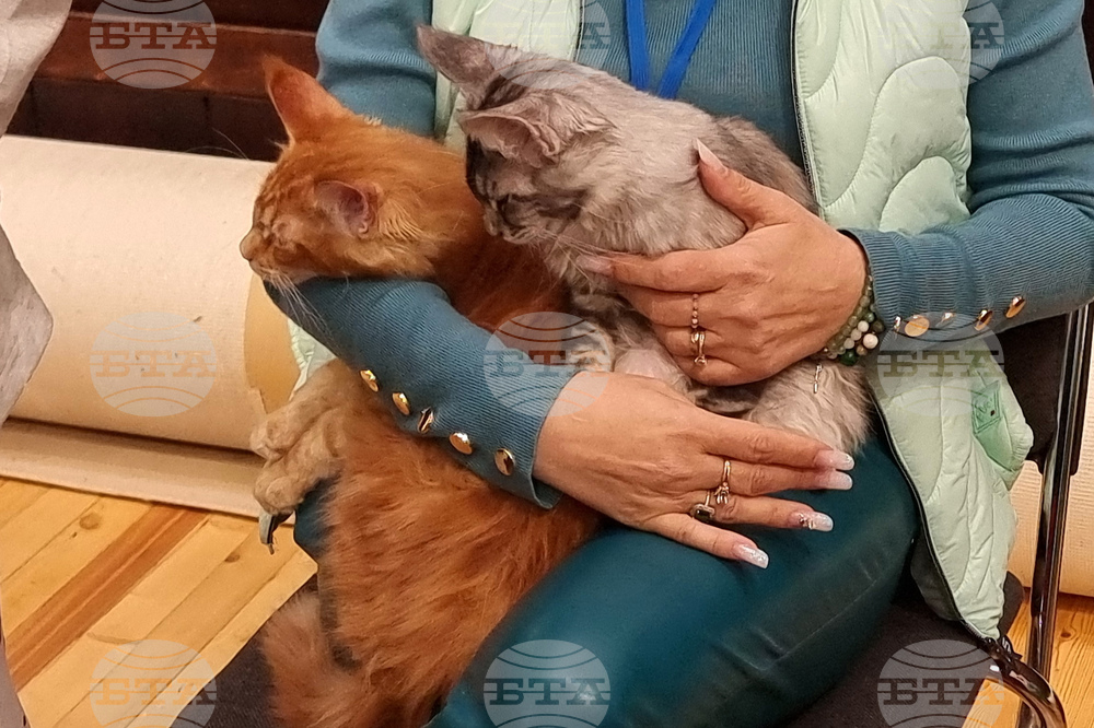 Варна - котки - изложба