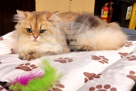 Варна - котки - изложба