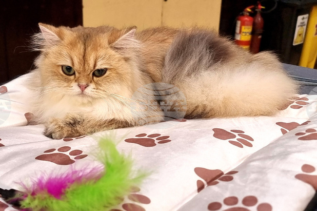 Варна - котки - изложба