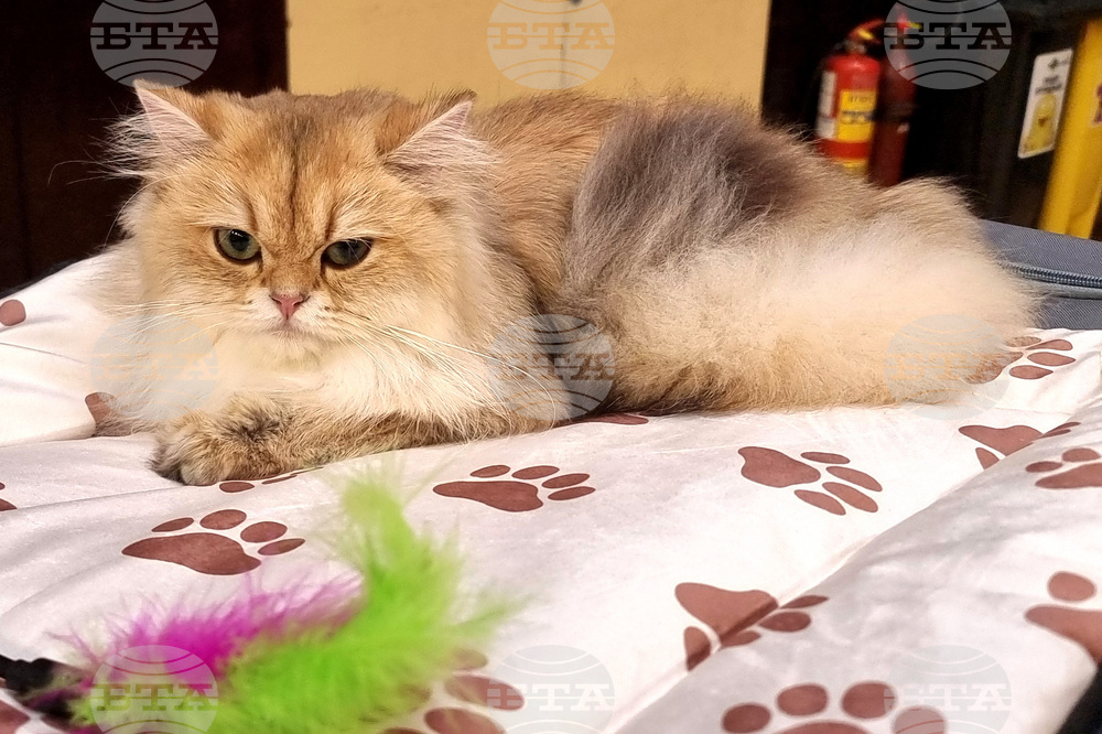 Варна - котки - изложба