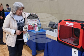 Варна - котки - изложба