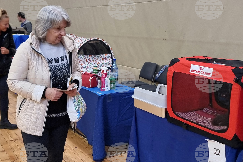 Варна - котки - изложба