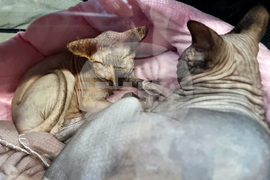 Варна - котки - изложба