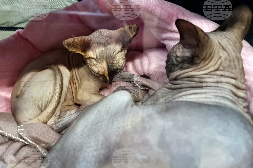 Варна - котки - изложба