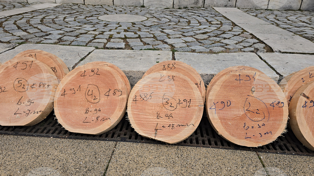 Тетевен - млад дървосекач - международно състезание