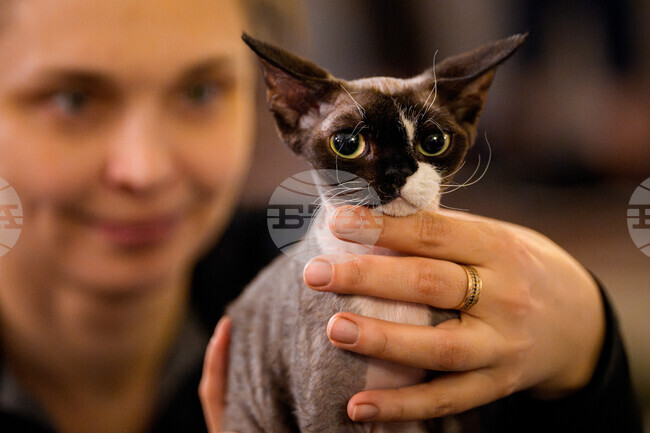 Romania International Cat Show