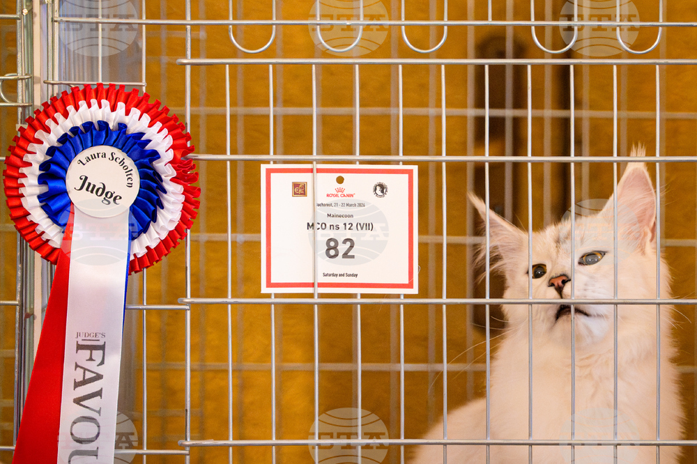 Romania International Cat Show