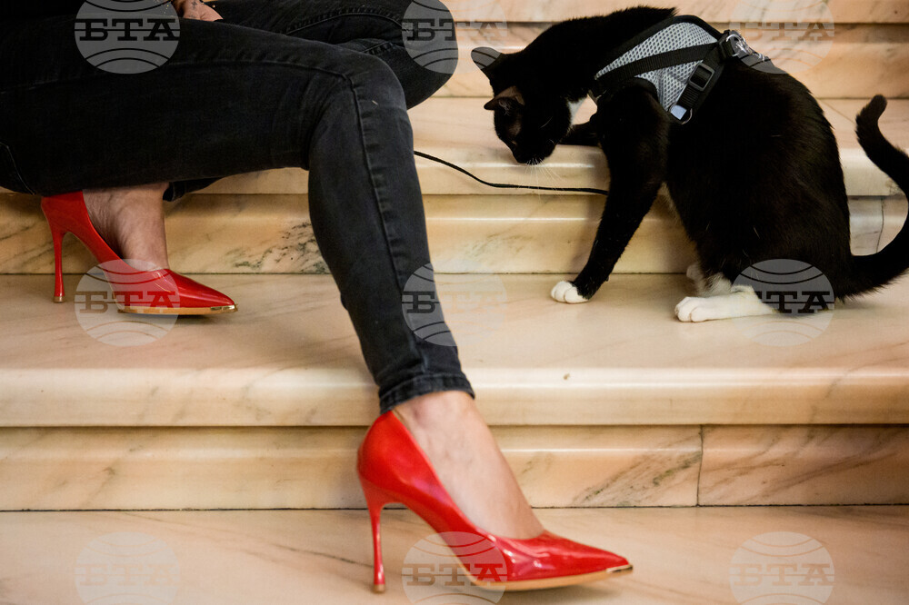 Romania International Cat Show