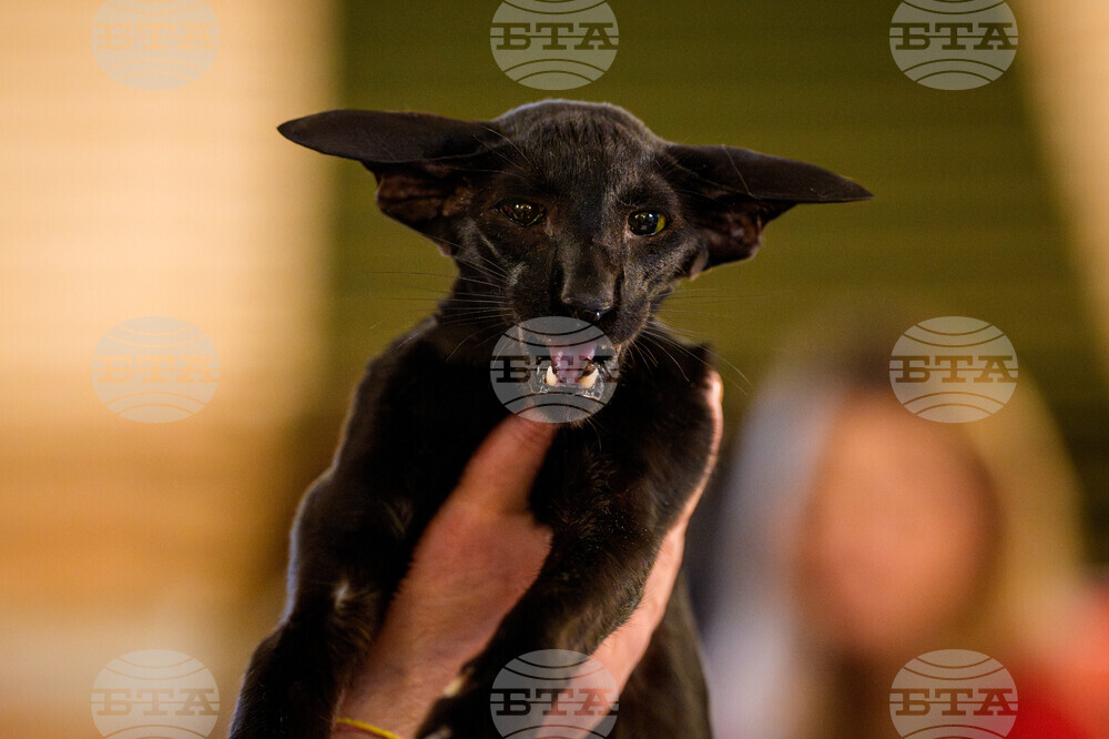 Romania International Cat Show