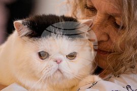 Romania International Cat Show