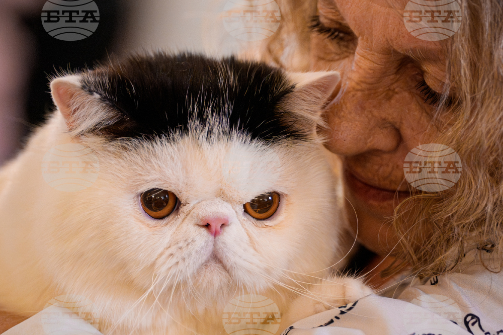 Romania International Cat Show