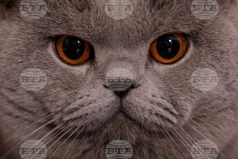 Romania International Cat Show