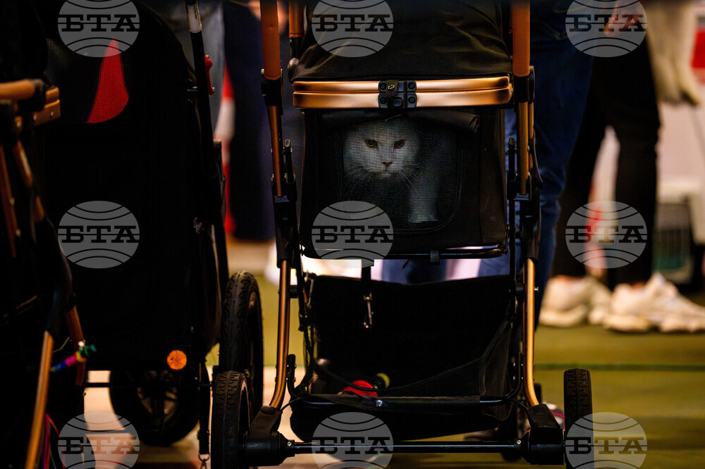 Romania International Cat Show