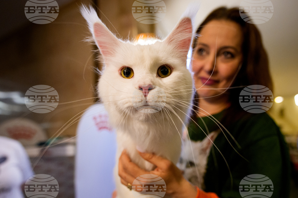 Romania International Cat Show