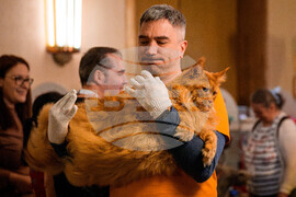 Romania International Cat Show