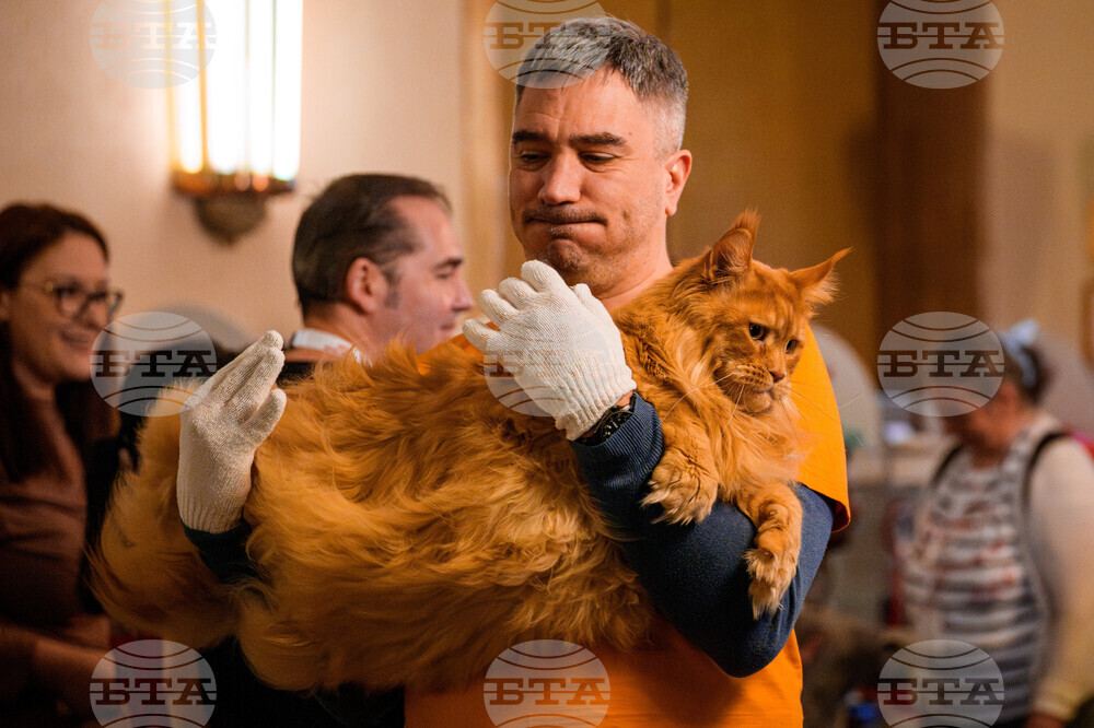Romania International Cat Show