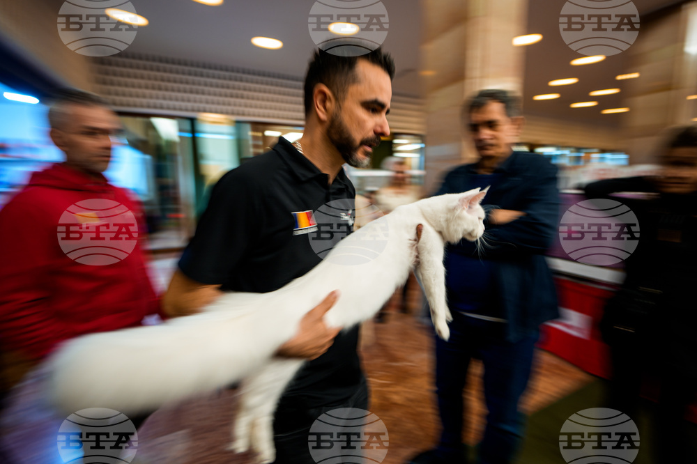 Romania International Cat Show