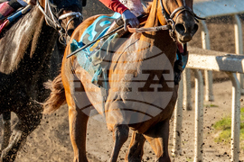 Louisiana Derby Horse Racing