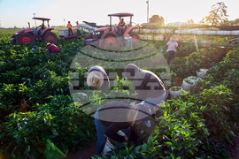 Chavez Women Farmworkers