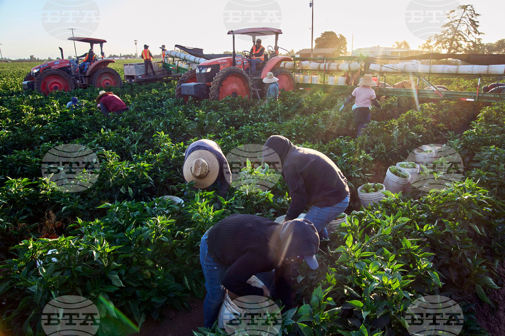 Chavez Women Farmworkers