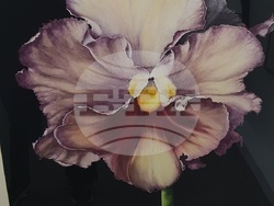 Снимка: Община Благоевград