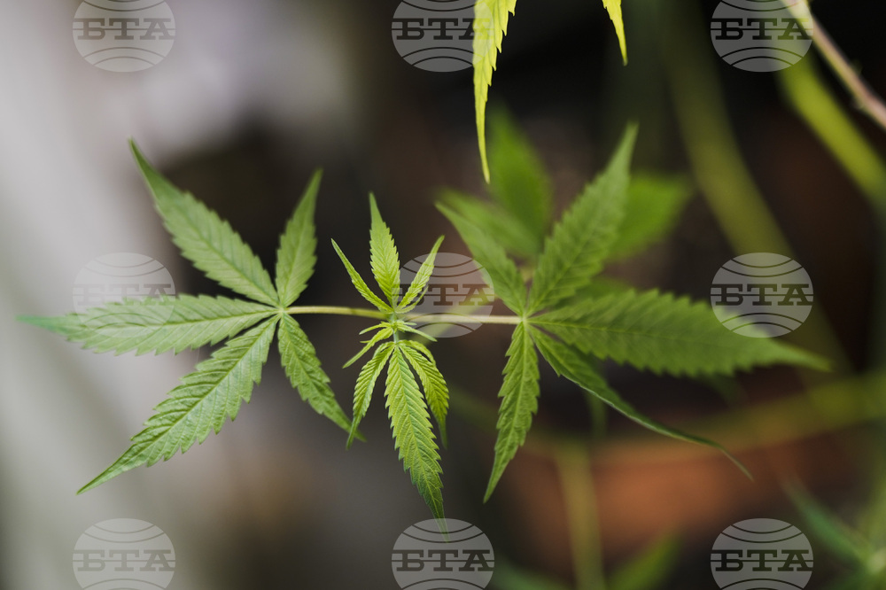 Two Men Arrested for Growing over 250 Hemp Plants and 38 Kg of Marijuana in Zlatarishko
