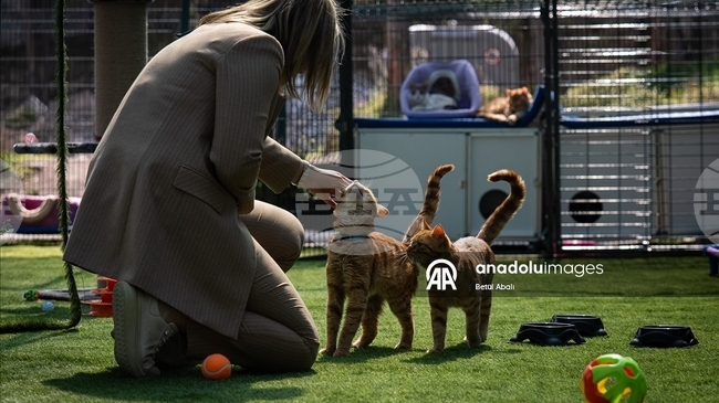 Турският парламент вече има обособена зона за бездомните котки, живеещи на територията на комплекса 