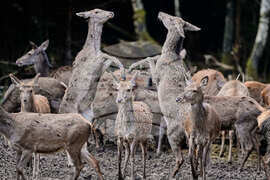 APTOPIX Germany Wildlife