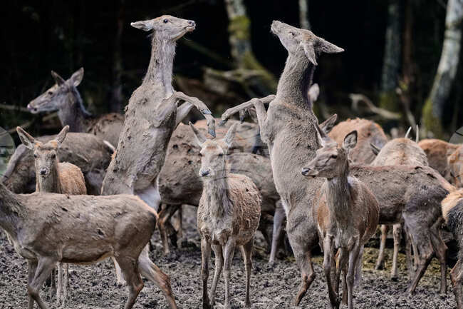 APTOPIX Germany Wildlife