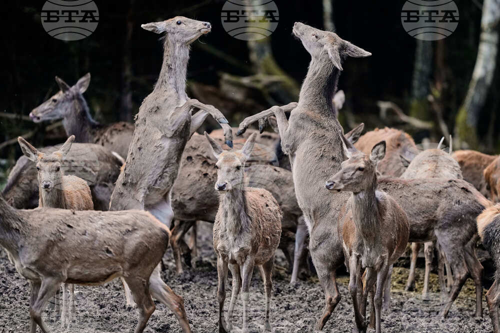 APTOPIX Germany Wildlife