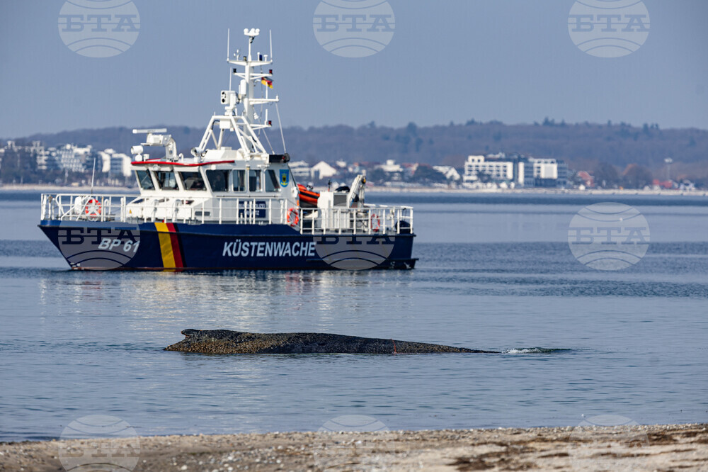 Germany Whale Rescue
