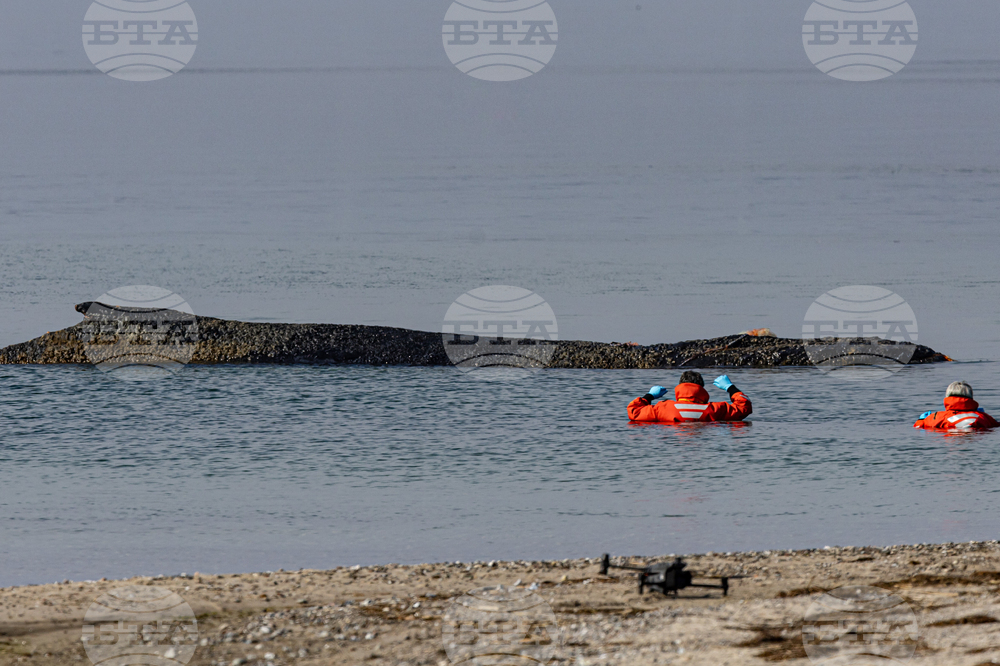 Germany Whale Rescue