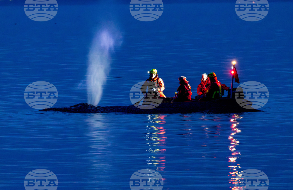 Germany Whale Rescue