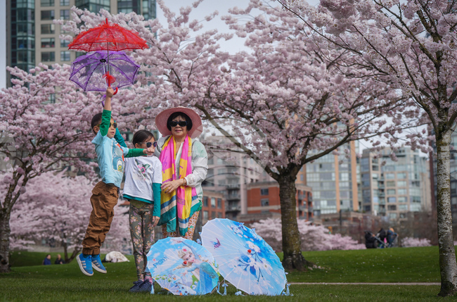 Vancouver Cherry Blossoms