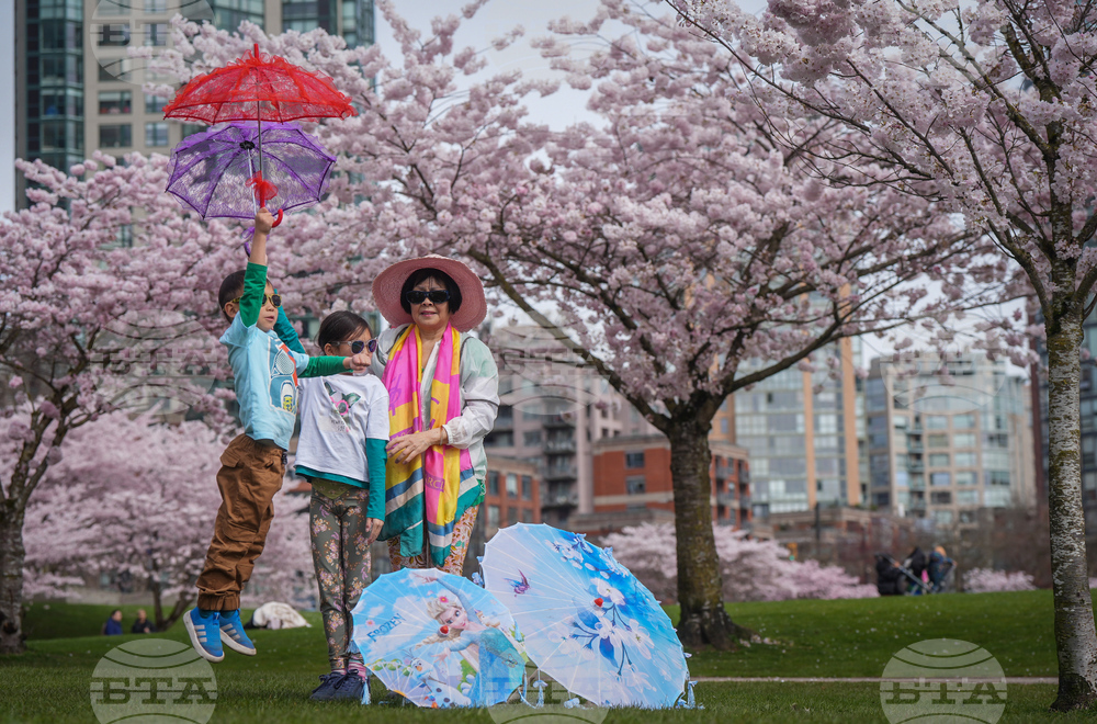 Vancouver Cherry Blossoms