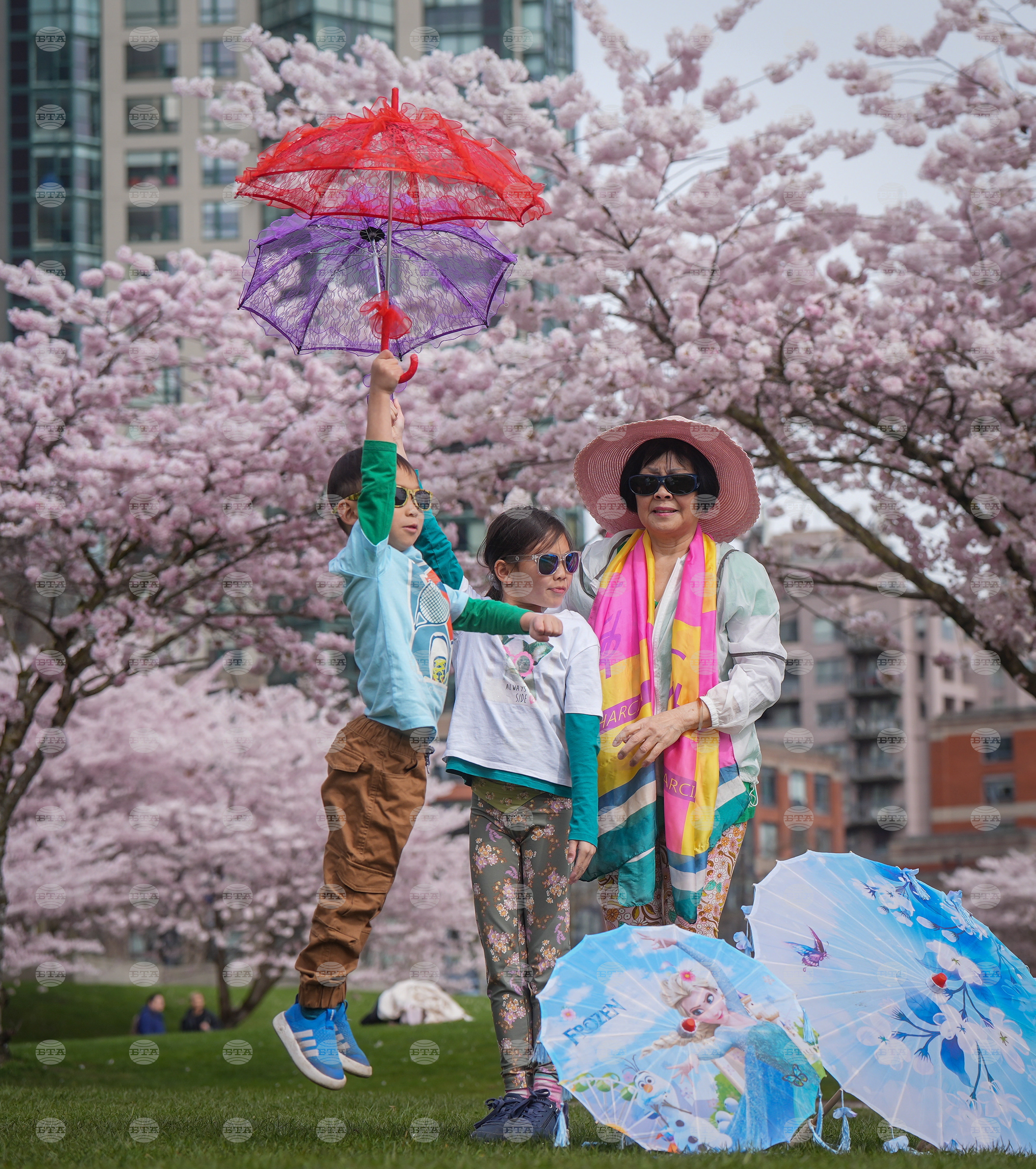 Vancouver Cherry Blossoms