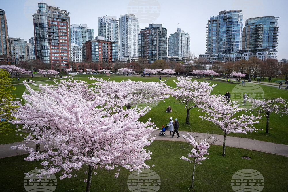 Vancouver Cherry Blossoms